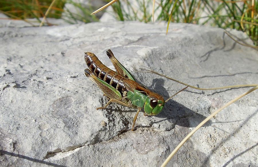 Ortottero da identificare: Stenobothrus apenninus